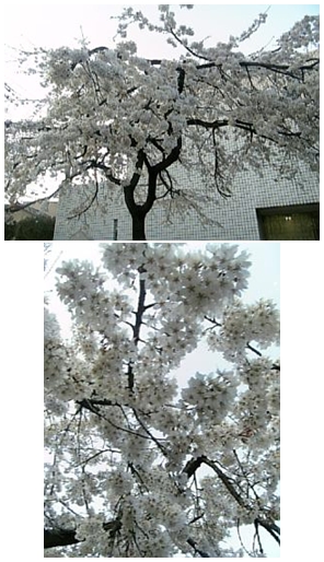 e0098908_2243572.jpg
