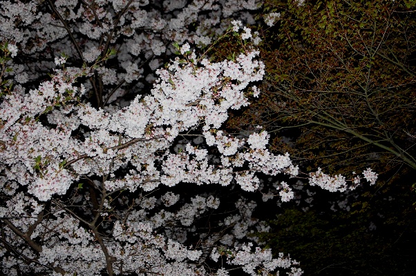 c0097309_9101866.jpg