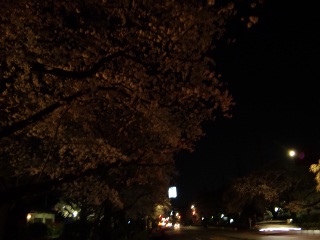 夜桜２_e0063609_21314957.jpg