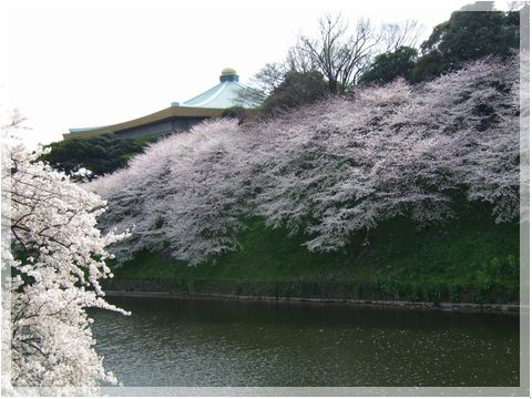 東京都心の桜・千鳥ヶ淵_d0048312_11573893.jpg