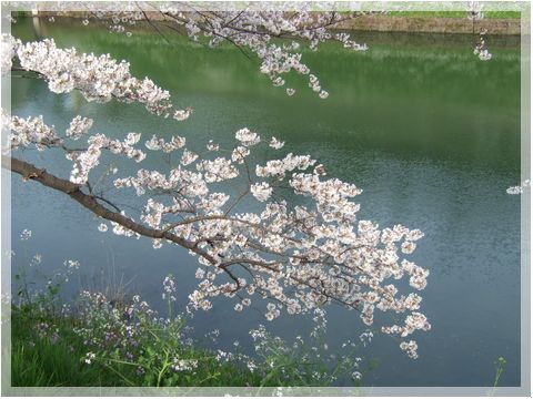 東京都心の桜・千鳥ヶ淵_d0048312_13295311.jpg