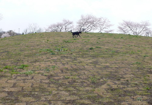 まだまだお花見_c0101713_22132879.jpg