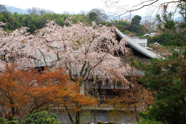 しだれ桜　-　天龍寺_a0114714_21125819.jpg