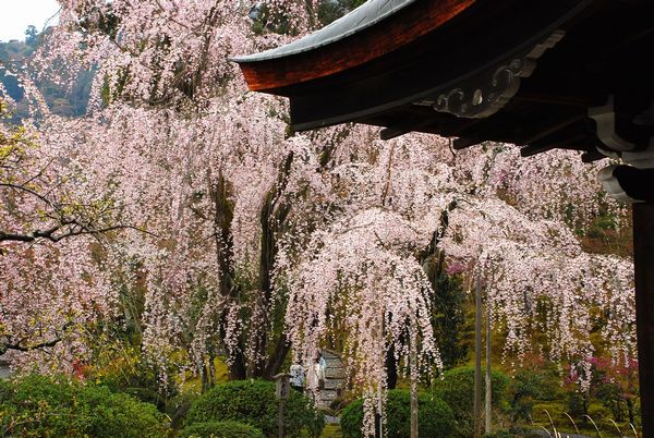 しだれ桜　-　天龍寺_a0114714_21131255.jpg