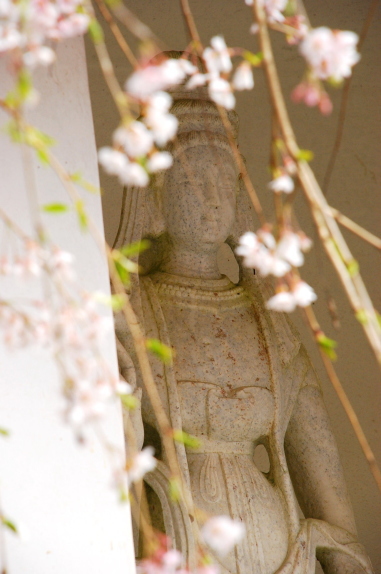 しだれ桜　-　天龍寺_a0114714_21131959.jpg