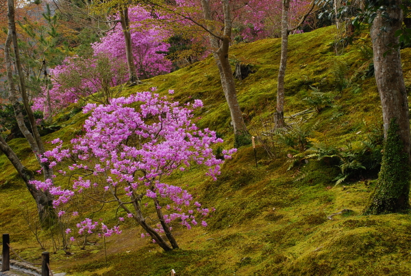 しだれ桜　-　天龍寺_a0114714_21133694.jpg