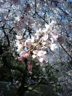 春・桜満開o(^▽^)o_f0188115_2349623.jpg
