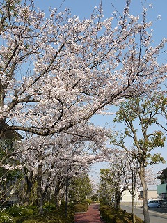 鈴鹿“四季の道”・“神戸公園”の桜_a0101716_1924058.jpg