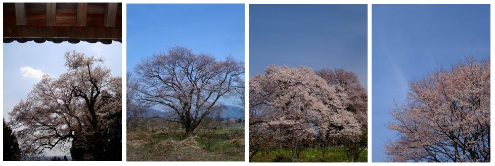 今日は雨、昨日は「海津大崎」お花見日和でした　朽木小川・気象台より_c0044819_739135.jpg