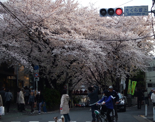 さくら、桜、ＳＡＫＵＲＡ！_c0145920_241913.jpg