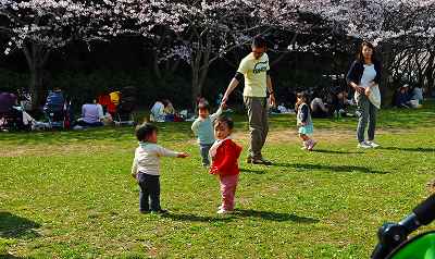 4月6日　もう満開・・・新川の桜_d0070920_1735524.jpg