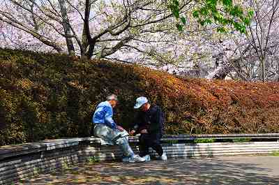 4月6日　もう満開・・・新川の桜_d0070920_1782843.jpg