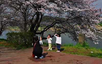 4月6日　もう満開・・・新川の桜_d0070920_18172090.jpg