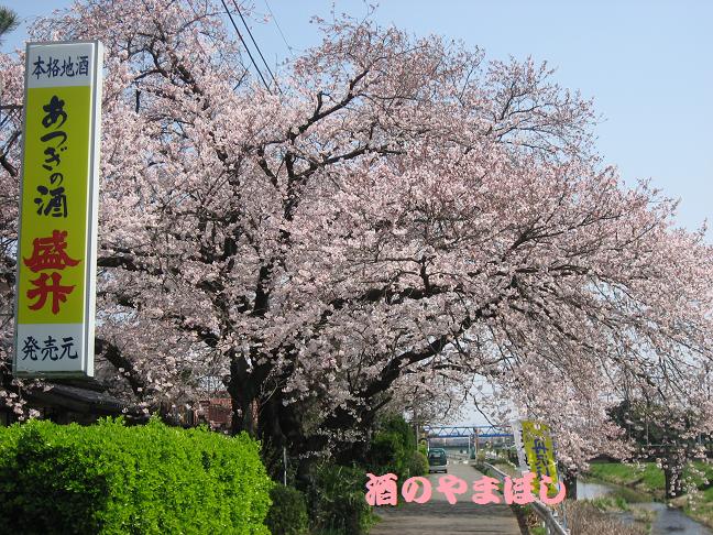 当店の桜情報2009　パート10_a0056521_13354425.jpg