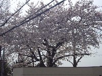 c0133422_0141656.jpg