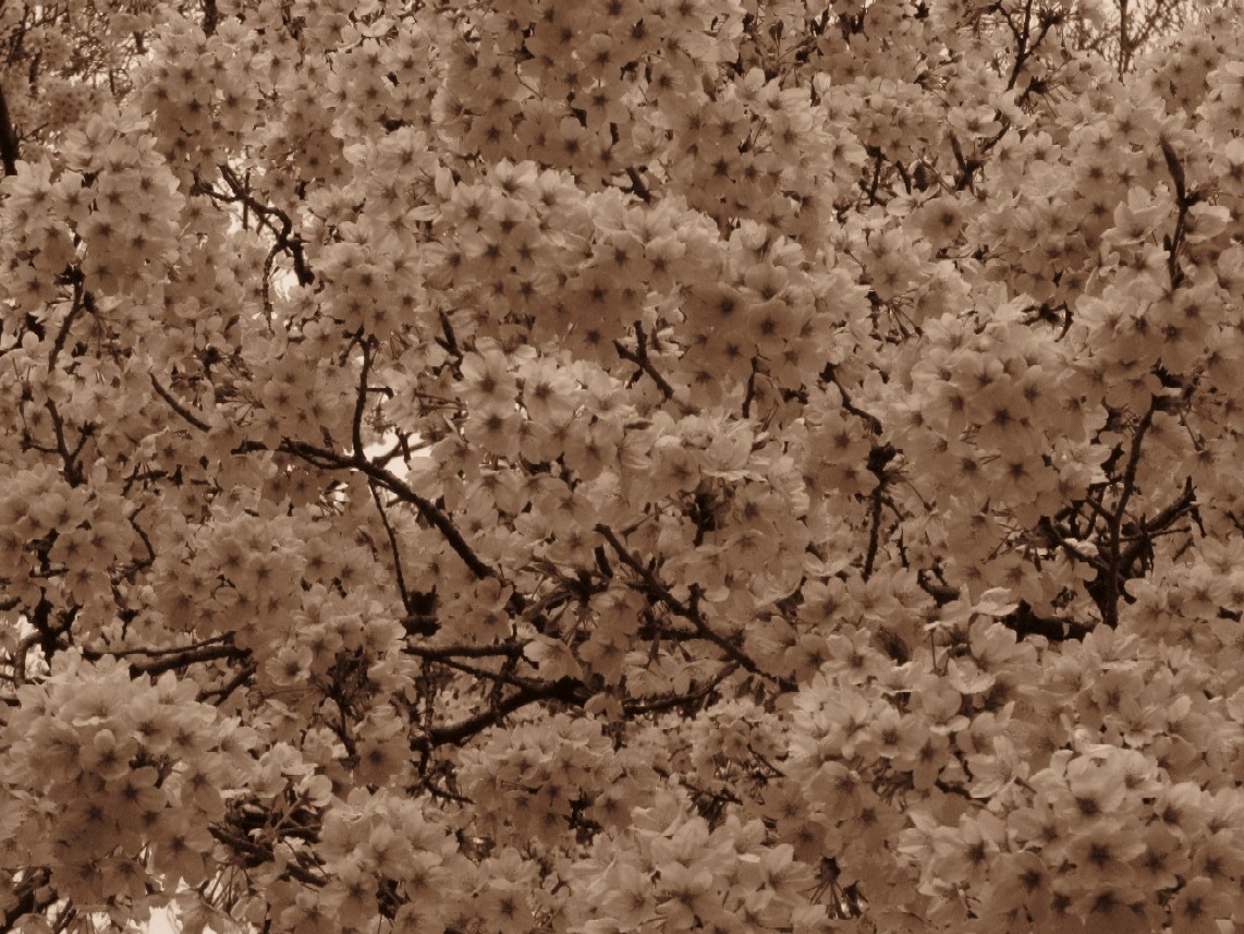 d0044222_22473586.jpg