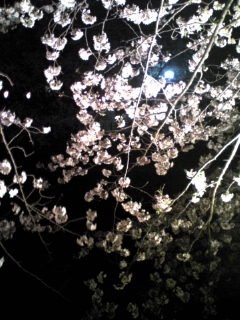 夜桜見物。_f0054025_2335835.jpg