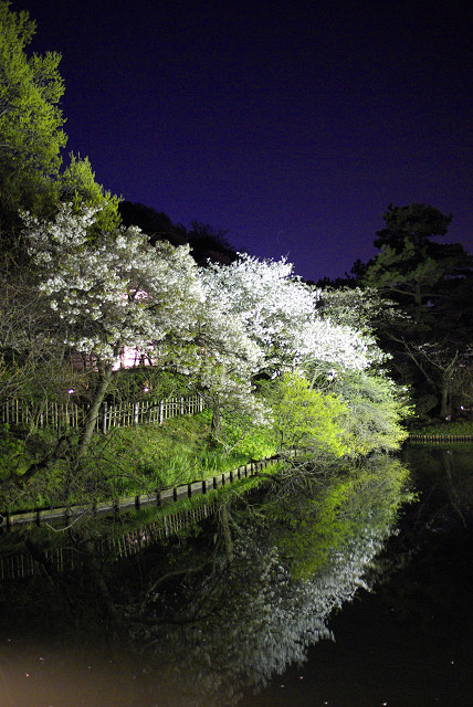 三渓園　夜桜景　－DA21画－ 　_c0101927_1956343.jpg