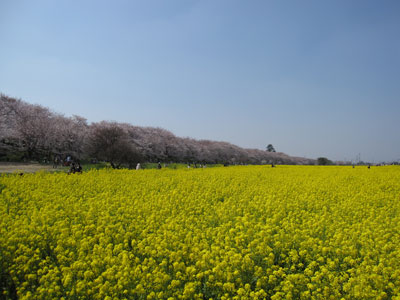 権現堂に行きました。_a0109029_2240478.jpg