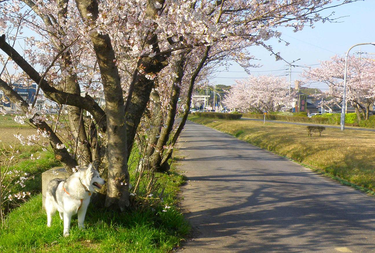 満開の自転車道_d0118729_23372929.jpg