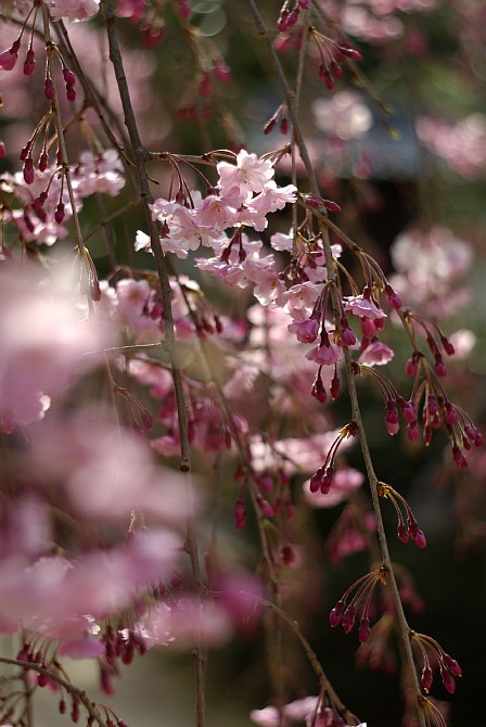 2009-4-6　永保寺の枝垂れ桜_c0136330_1253598.jpg