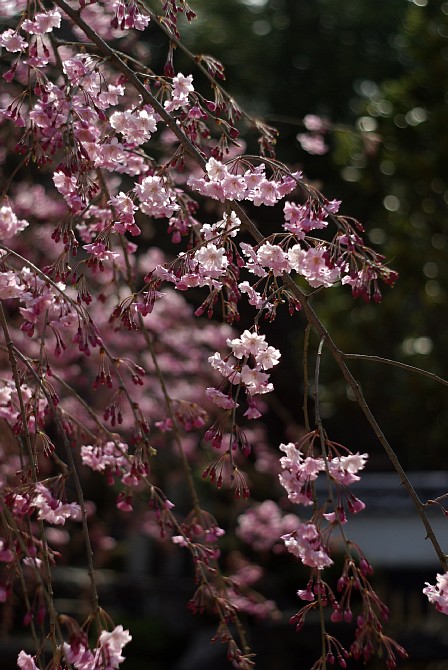 2009-4-6　永保寺の枝垂れ桜_c0136330_1272037.jpg