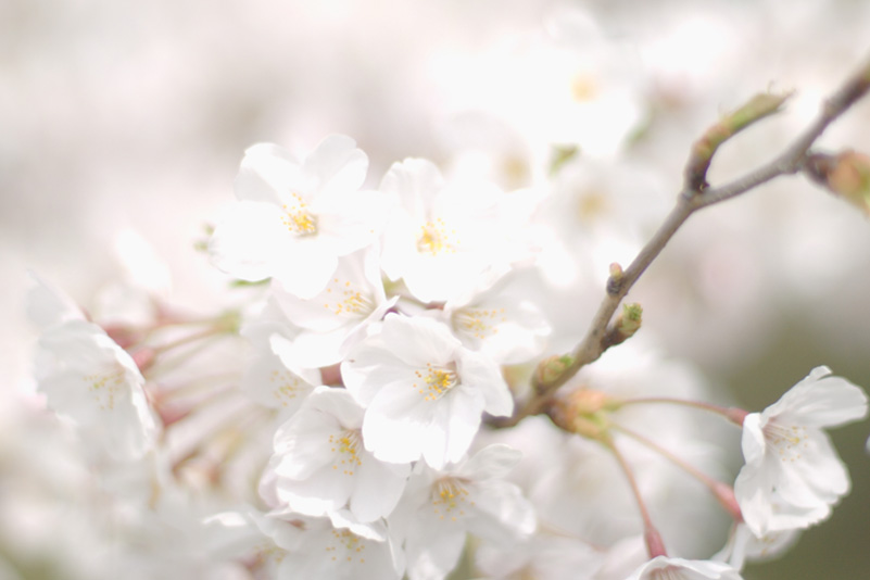 桜1_e0099330_2155255.jpg