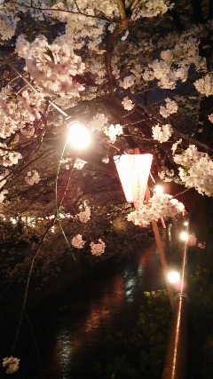 夜桜おゆみ_f0192531_22454554.jpg