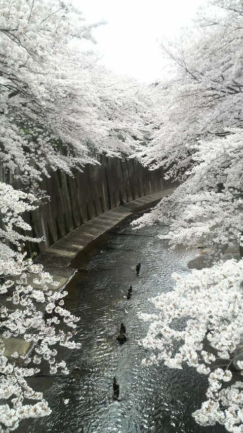 花見満喫の一日_c0086433_2304281.jpg