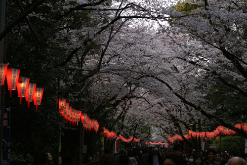 上野公園でお花見（夜の部）_e0036237_13355898.jpg