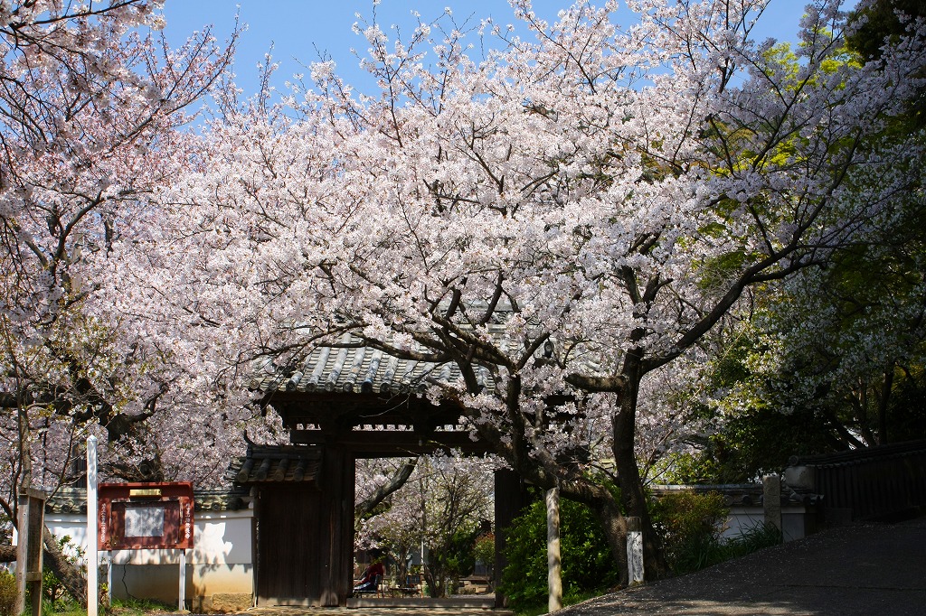 施無畏寺の桜。_b0133440_1227428.jpg