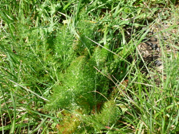 d0136540_2252732.jpg