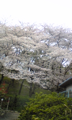 桜、華やかですよね_c0141641_853157.jpg