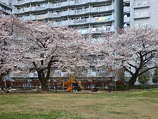 桜、市長選挙、日ハム戦。_f0098741_1202735.jpg