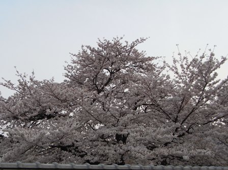 9th ANNIVERSARY 2009・4・9_e0087043_1153328.jpg