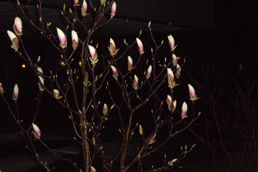 c0093046_16472561.gif