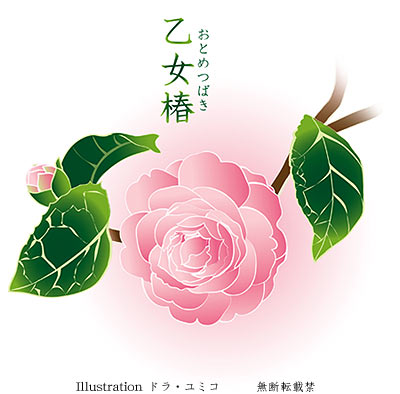 乙女椿 ドラ ユミコのイラスト料理店