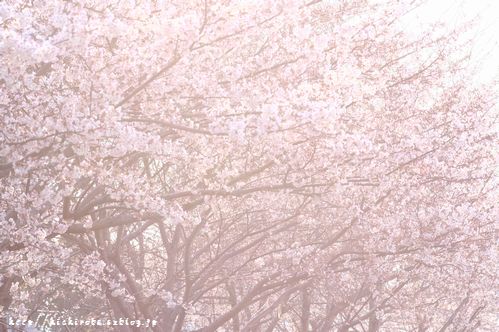 正しい日本の花見_f0039446_14155018.jpg