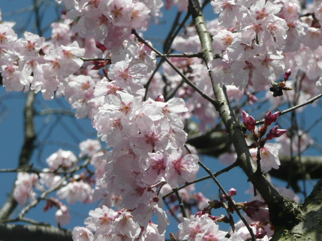 東慶寺(縁切り寺）へ行きました。_f0099147_21225383.jpg