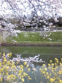 春を実感☆_d0082655_2193460.jpg