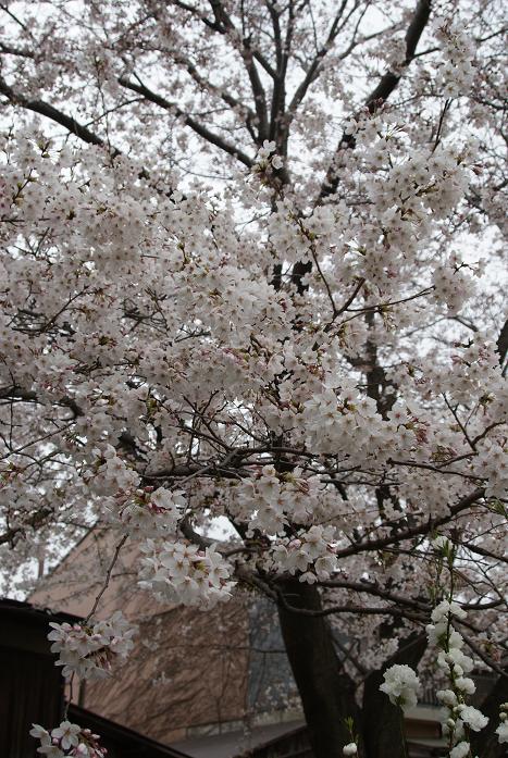 奈良町の隠れ寺「元興寺塔跡」&「元興寺小塔院」で桜を愛でる_b0063958_2148924.jpg