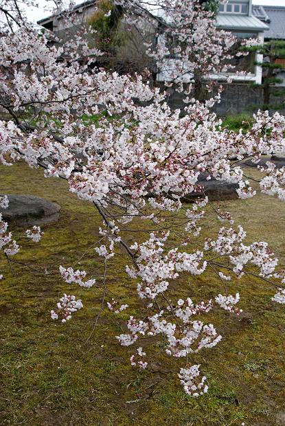 奈良町の隠れ寺「元興寺塔跡」&「元興寺小塔院」で桜を愛でる_b0063958_21491212.jpg