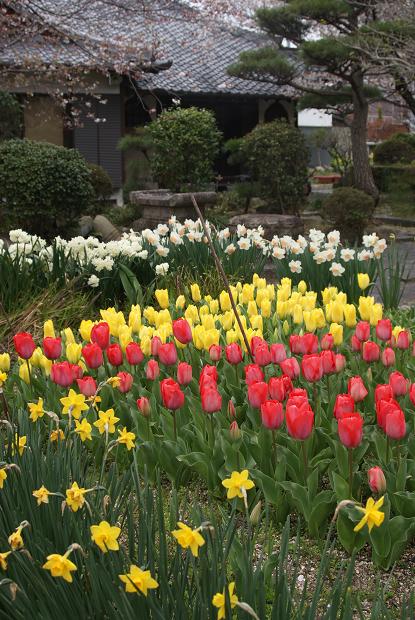 奈良町の隠れ寺「元興寺塔跡」&「元興寺小塔院」で桜を愛でる_b0063958_21495971.jpg