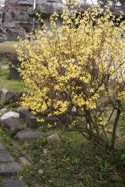 奈良町の隠れ寺「元興寺塔跡」&「元興寺小塔院」で桜を愛でる_b0063958_21502161.jpg