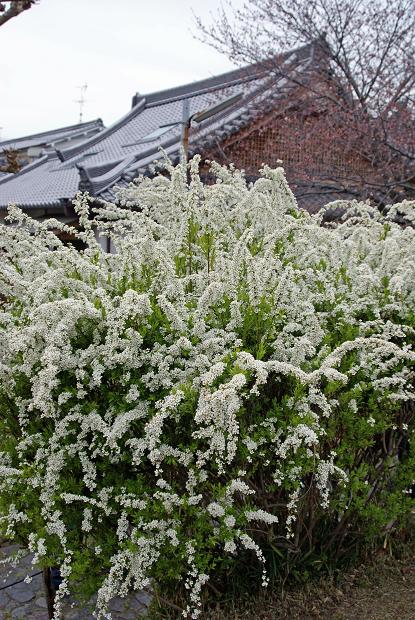 奈良町の隠れ寺「元興寺塔跡」&「元興寺小塔院」で桜を愛でる_b0063958_21503768.jpg