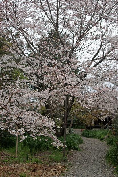 奈良町の隠れ寺「元興寺塔跡」&「元興寺小塔院」で桜を愛でる_b0063958_21505170.jpg