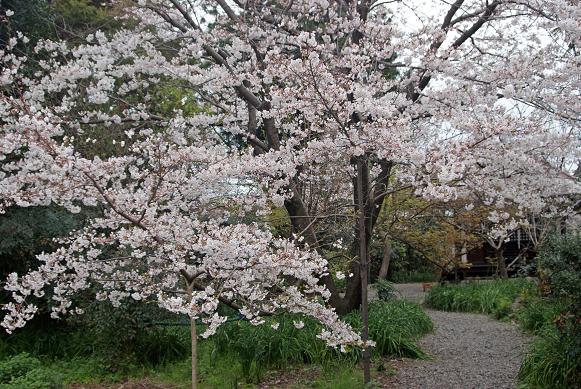 奈良町の隠れ寺「元興寺塔跡」&「元興寺小塔院」で桜を愛でる_b0063958_2151456.jpg
