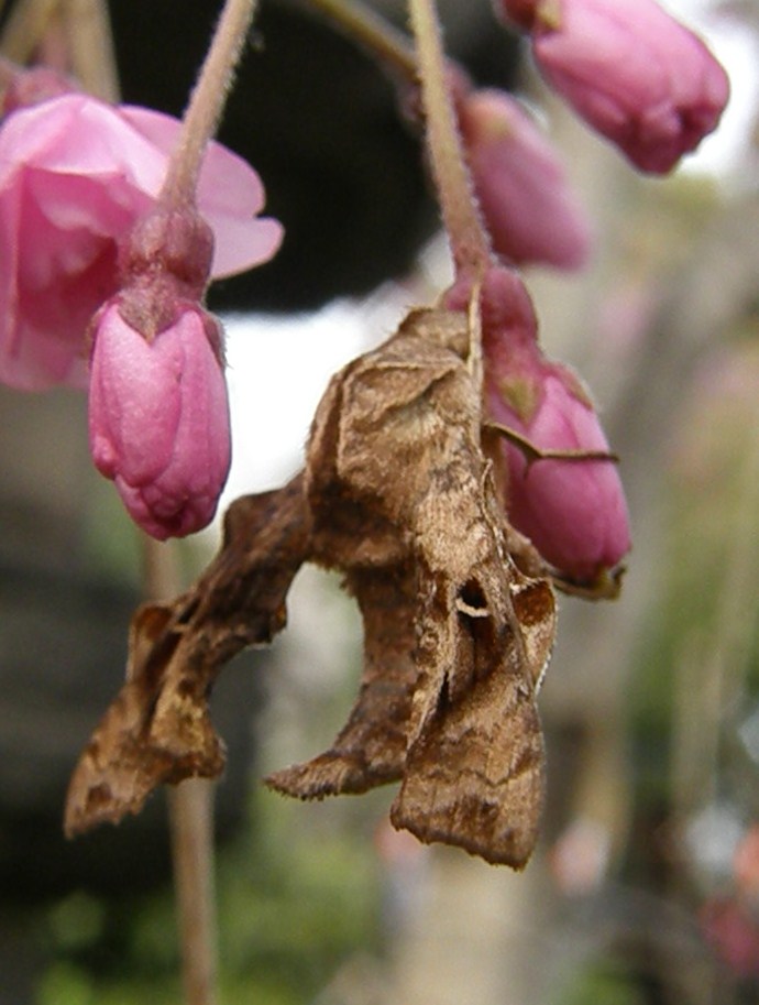 e0064158_121632.jpg