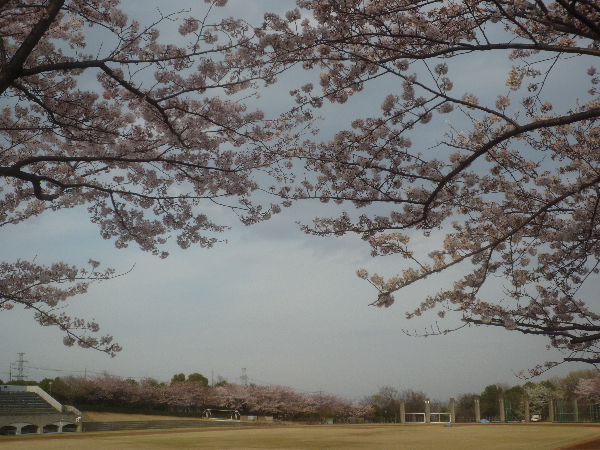 お花見withおニューのデジカメ_b0093660_044391.jpg