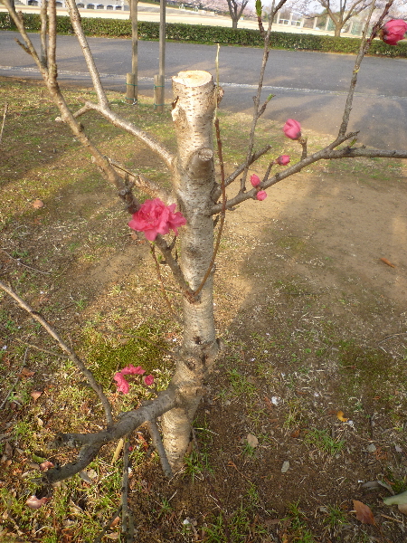 お花見withおニューのデジカメ_b0093660_0454148.jpg